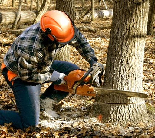 Tree Removal in Foreston, MN